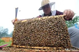 蜜蜂的分蜂应对方法图片