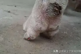 水泥地养猪危害大，你知道吗？不用花一分钱轻松解决图片