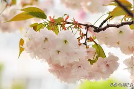日本国花----日本晚樱图片