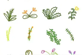 非常全的植物简笔画，清新可爱。图片