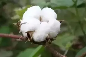 新疆的棉花不仅用于纺织，还用于战争！图片