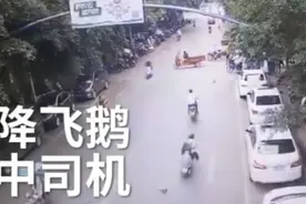 大鹅从天而降砸倒路人，鹅：本想变成天鹅，结果你们让我成了烧鹅图片