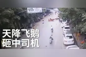 大鹅从天而降砸倒路人，鹅：本想变成天鹅，结果你们让我成了烧鹅图片