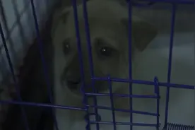 禁食禁水，凄惨哀叫，成千上万小动物困在盲盒里图片