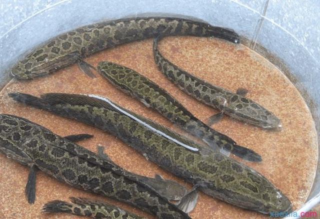 俗称“财鱼”，以鱼虾为生，味道十分鲜美，蛋白质含量比鸡蛋还高