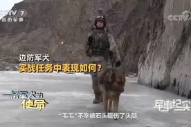 加勒万河谷中解放军英勇的军犬叫毛毛 冲突中被石头砸伤图片