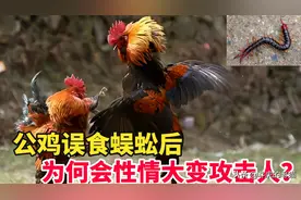 误食五毒之一的蜈蚣后，公鸡为何会主动攻击人？图片
