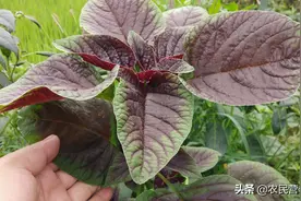 农村常见的苋菜为啥叫“长寿菜”，90岁的大爷一句话，说得有道理图片