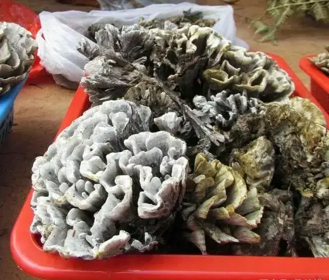 云南10种野生菌，你最喜欢吃哪几个？