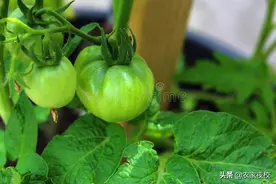 西红柿怎么管才高产？认真做好这3点，棵棵挂满枝头图片