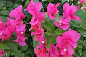 金风初起漾花香——秋花舞龙岩图片