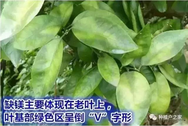 柑桔园缺素预警图，一起来认一认