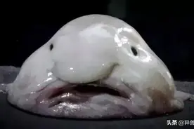 那些长相奇葩的动物，丑得千奇百怪，让人大开眼界图片