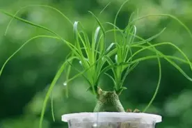 日常家居盆栽花草种植养护系列之——（酒瓶兰篇）图片