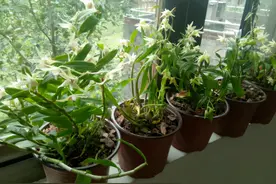 喜欢养石斛，教你扦插小技巧，只需做好三步，20天就能长小芽图片