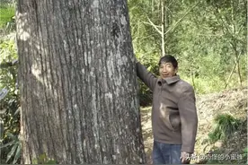 整个家族16代人守护一棵树，距今有370多年，靠它年入数百万图片