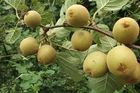 猕猴桃幼果易溃烂、还落果？抓准病因早防治，枝蔓梳理有“要领”图片