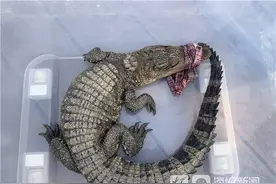 切勿随意放生外来入侵生物！东营清风湖外来鳄鱼被“缉拿归案”图片