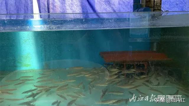 整整十年！内江人把它养出来了！