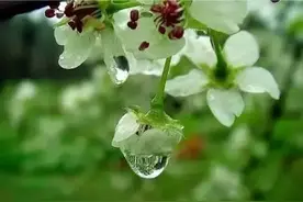 诗词里的梨花，清新淡雅图片