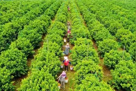 在希望的田野上蹚出产业增收好路子——西乡塘区坛洛镇着力推动优势特色农业发展图片