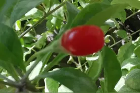 盆栽的枸杞，己结果图片