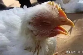 用上这几个方案治疗鸡呼吸道疾病，治疗率高达98%，赶紧收藏吧图片