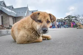 流浪狗又饿又累，偷溜进购物中心睡觉，结果被保安发现图片