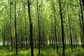 林草科普|林业专业术语：“单层林”“复层林和萌芽林”图片