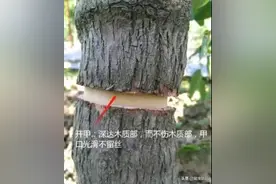 俗话说：“果树割一刀，产量翻倍高”，是何道理？啥时候割好？图片