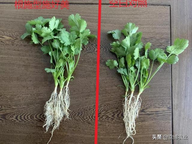 根系养的好，高产跑不了！生根养根，一步解决