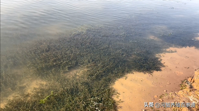河蟹养殖：为何别人水草能有那么好的长势而我的水草有黑根和黄根