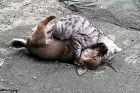 小狗在院子里不停吠叫，以为是被邻居揍了，查看后：这都干不过？图片