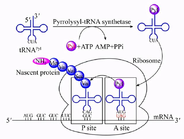 双抗ADC、突破性疗法：非天然氨基酸抗体偶联技术解析