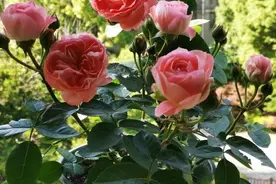 月季小苗怎么养？有2个小方法，顺利养到枝繁叶茂花开满枝图片