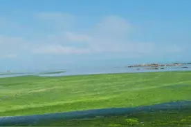 青岛遭史上最大规模的浒苔侵袭，已清理24万吨。为什么会这么多？图片