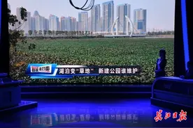 未移交就不管，新开公园水葫芦疯长，汉阳：12月7日整治到位图片