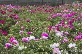 好一番姹紫嫣红！邢台柏乡汉牡丹园芍药吐艳，芳香四溢图片