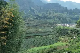 [游记] 走进美丽旱塘茶叶村图片
