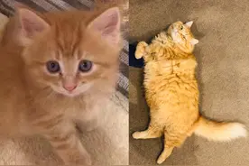 养一只橘猫的风险有多大？一不小心就成了养猪专业户图片