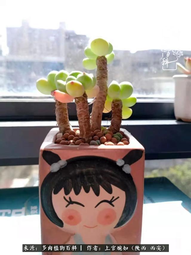 一入肉坑深似海之，我与多肉的不解之缘