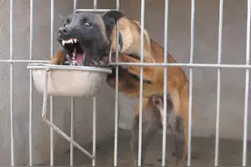 马犬，一种让人“又爱又恨”的狗图片