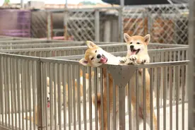 什么是柴犬尴尬期？图片