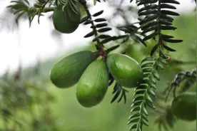 我国特有的水果，三年成熟一次，你知道是什么吗？图片