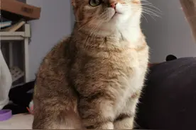 猫奴极简史·从猫为狸奴，到人为猫奴，心机喵是怎么翻身做主的？图片