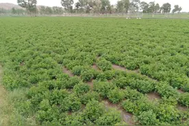 种草养羊和买草养羊哪个更划算？作个简单对比之后，答案显而易见图片