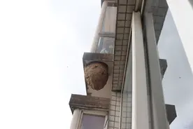 小区惊现巨型马蜂窝，就挂在26楼窗外图片