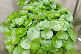 第一次养铜钱草盆栽，铜钱草疯长还开花了怎么办？图片