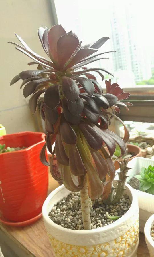 很多光照不好的花友,法师经常会变成光杆司令,也就是所谓的徒长了,那