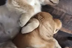 当家里养了新小狗后，头胎狗狗会有什么反应？图片